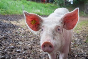 An inquisitive young pig explores the farm, surrounded by greenery and open space, showcasing rural life.